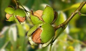 Jak farbować włosy orzechem włoskim? Naturalny sposób na ciemniejszy odcień